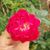 Muhib Ali Bhatti's profile image