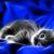 Kat Carroll's profile image