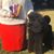 Colleen Marguerite Wilson's profile image