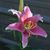 Teresa Lieto Metzger's profile image