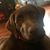 Tony Samczuk's profile image