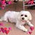Lisa Chapin's profile image