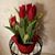 Shirley Hamilton ten Bensel's profile image