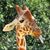 Becci Angell Rogers's profile image