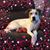 Karee Gilmore's profile image