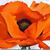 Kristin Sullivan Cruser's profile image