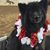 Odin Wolfdog's profile image