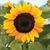 Moira Ann Canter's profile image