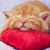 Lenora Oftedahl's profile image