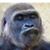 Luis Antiono's profile image