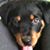 Kimberly Samuels's profile image