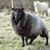 Joe Schaumleffel's profile image