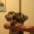 Shonna Gibbons Anderson's profile image