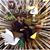 Idejair Pereira's profile image