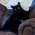 Sue Schardt's profile image