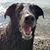 Tonya Tonana Kniest's profile image