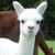 Terry Flaherty Miller's profile image