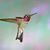 Renee Shepler's profile image