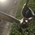 Dianne Larner Williams's profile image