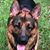Anna Paloff Shelton's profile image