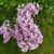 Lisa Johnson Auten's profile image