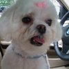cocobubbles's profile image