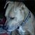 Willie Best's profile image