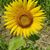 Anne Sheldon Wallace's profile image