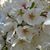 Anola Souraphol's profile image