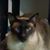 Thomas Sponhouse's profile image
