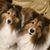 Elaine K. Rodriguez's profile image