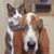 Vicki Chaffin Wallner's profile image