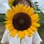 Deborah Domini's profile image