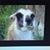 Amber Pinkham's profile image