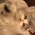 Sheila Margolis Ravin's profile image