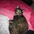Tina Crowder- Metz's profile image