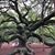 Doreen Van Horn-Bloomer's profile image