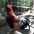 Adrian Perez Luna's profile image