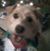 Twila Campion Bizzoco's profile image