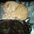 Doug Shepherd's profile image