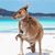 Tricia McCallum's profile image