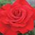 Miriam Brooks's profile image