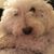 Lisa Caniglia's profile image