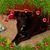 Sue Andrews's profile image