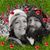 Michelle Roesberry's profile image