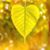 Lakahd Hsejar's profile image