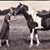 Deb Fisher Kirkman's profile image