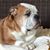 Kim Van Vliet Thompson's profile image