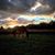 Tricia Aurand Kester's profile image