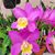 Donna Ballard's profile image
